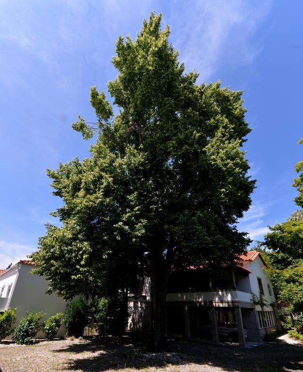 Casa Da Vila Vizela Exteriör bild